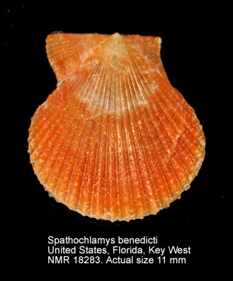 Spathochlamys benedicti.jpg - Spathochlamys benedicti(Verrill & Bush in Verrill,1897)